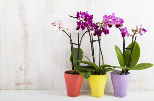 L’orchidea Phalaenopsis: coltivazione e curathumb