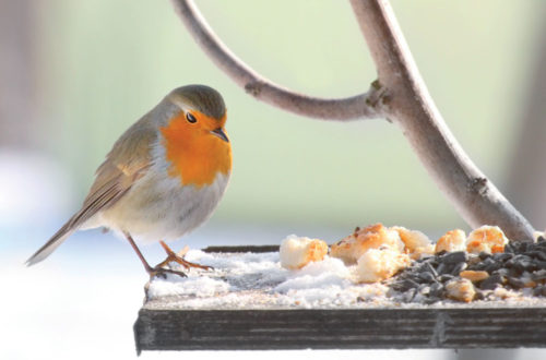 Uccellini: cibo e casette per affrontare l’inverno!thumb
