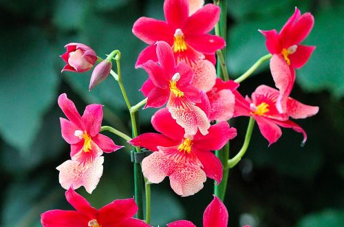 Cambria: come coltivare questa orchidea fantasticathumb