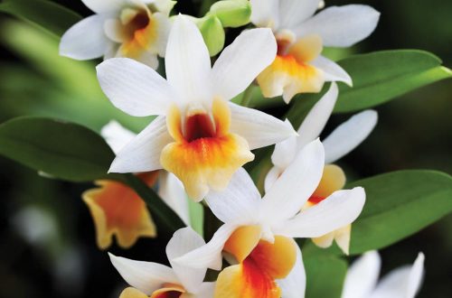 Coltivare il Dendrobium, l’orchidea delle regine thailandesithumb